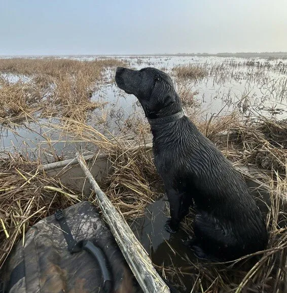 Waterfowl Lottery Applications close Thursday, Oct. 15