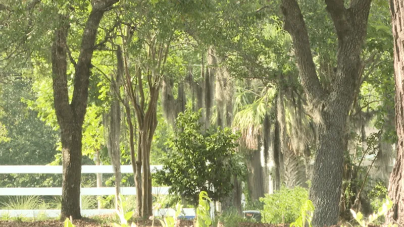 Mount Pleasant weighs hiring tree canopy manager to lead new Tree Task Force