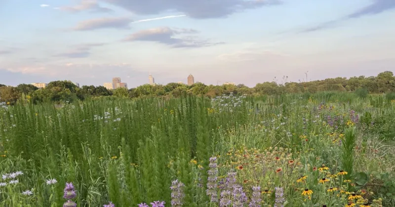 Gardening with wildlife in mind takes root during SC Native Plant Week