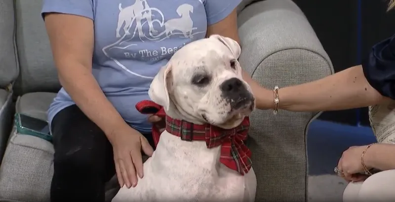 By the Beach Animal Rescue -- Boxerpalooza