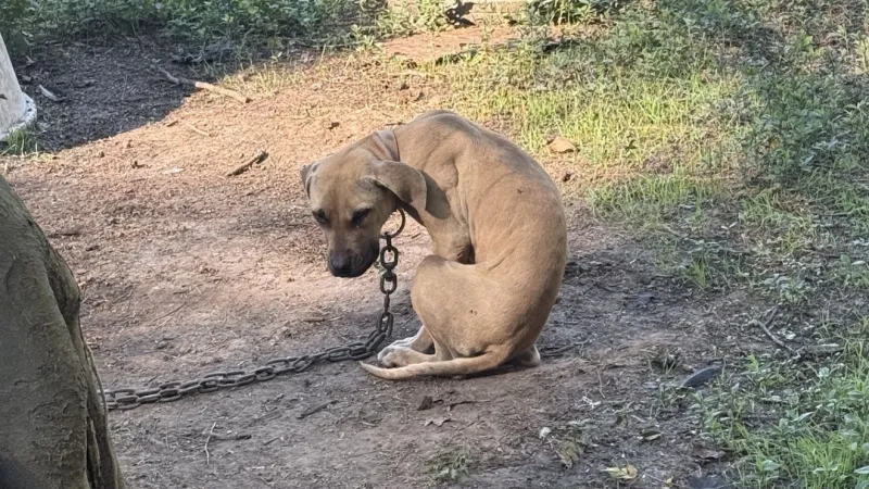 20 dogs rescued in Georgetown County dogfighting warrant operation, sheriff's office says