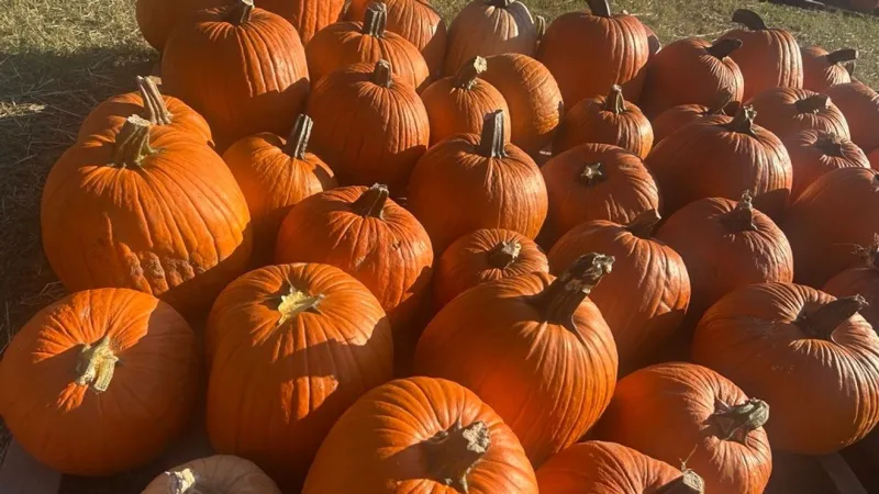 Traffic snarls on Coleman Boulevard after pumpkin truck spill near Ravenel Bridge