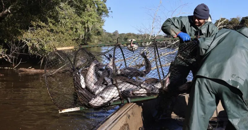 Pee Dee fishermen struggle as illness hits more catfish