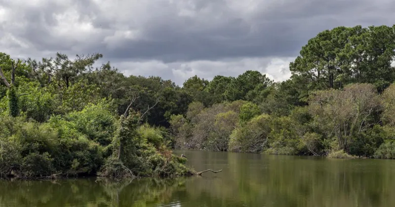 A brief look back at the history of Dill Sanctuary on James Island