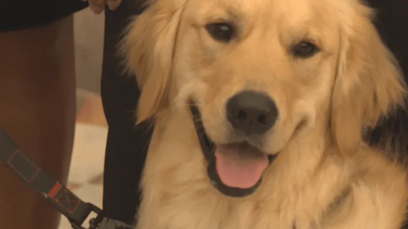 New K-9s trained to sniff out hidden devices join fight against child predators