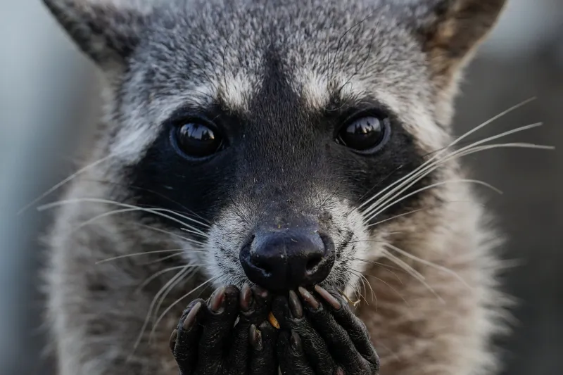 Rabid raccoon found in Lexington County, one person exposed