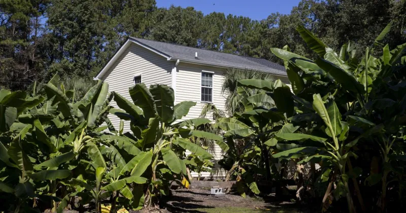 Charleston resident grows 8 types of bananas in his backyard. Now, he wants to sell them to chefs.