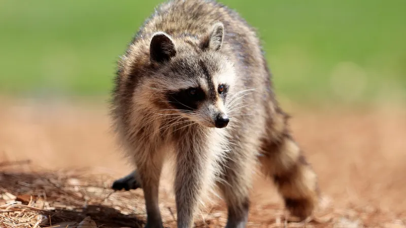 Rabid raccoon found near Sam Rittenberg Boulevard and Old Towne Road, exposes one person