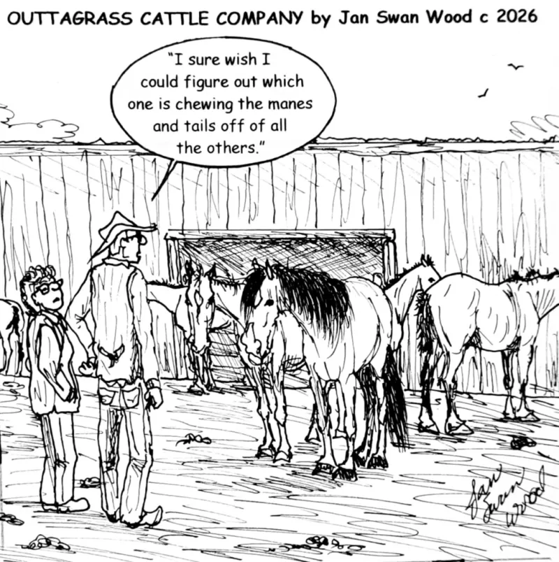 Outtagrass Cattle Co. cartoon by Jan Swan Wood