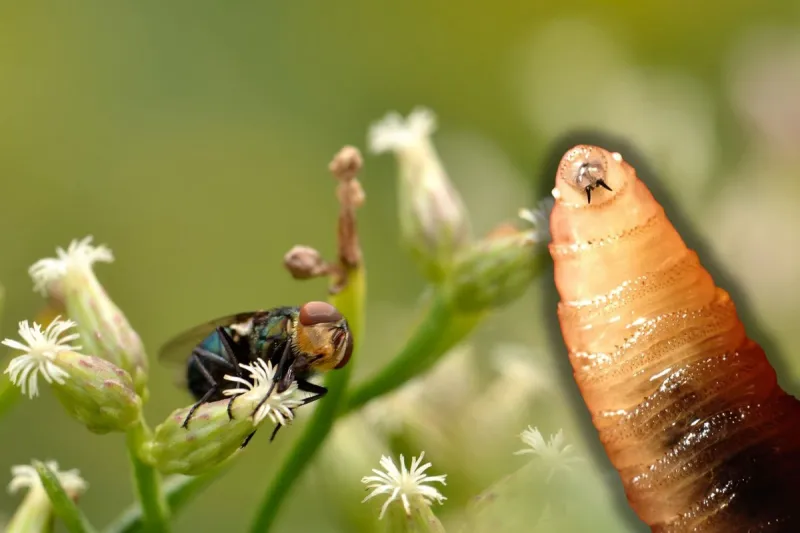 Dangerous Flesh-Eating Screwworms Found Back In United States