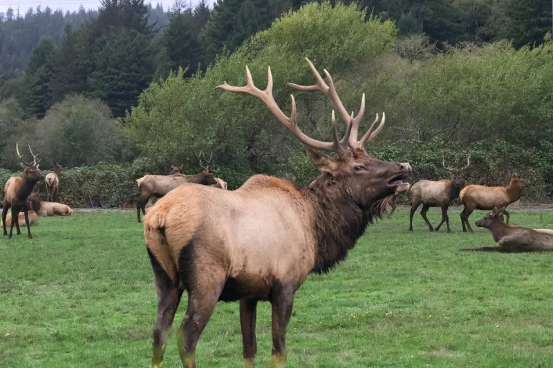 New South Dakota Elk Hunting Season Announced