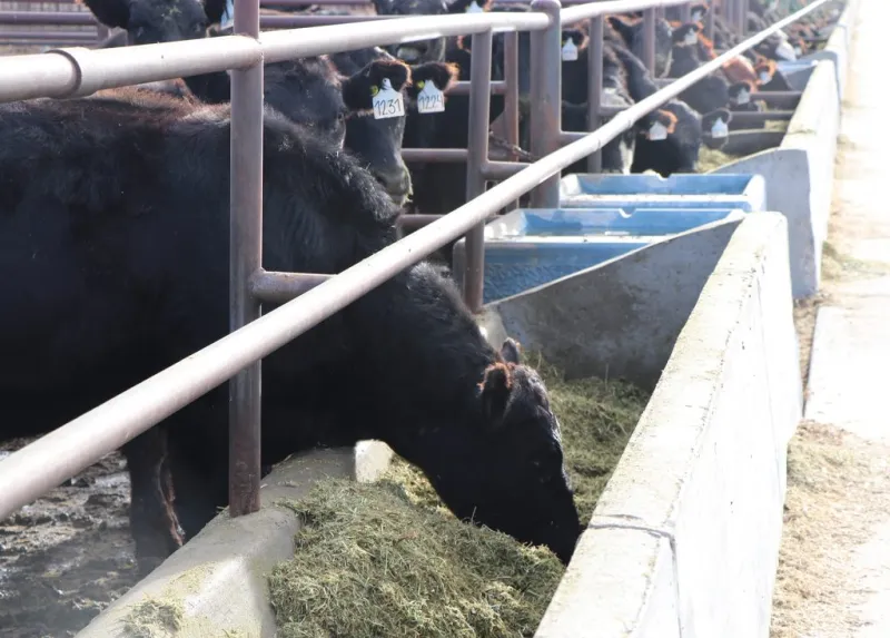 Forage options with freeze-damaged wheat