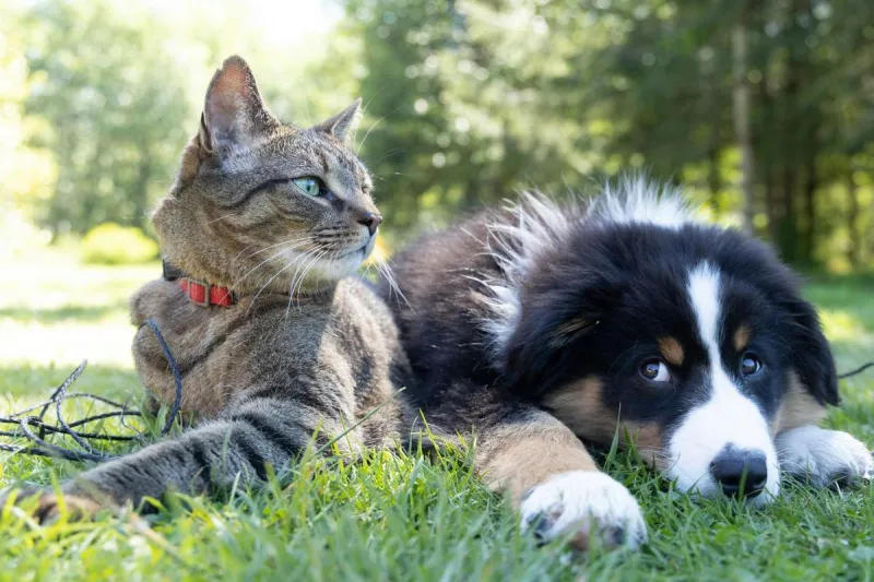 This Sioux Falls Poker Run Helps Pets Find Forever Homes