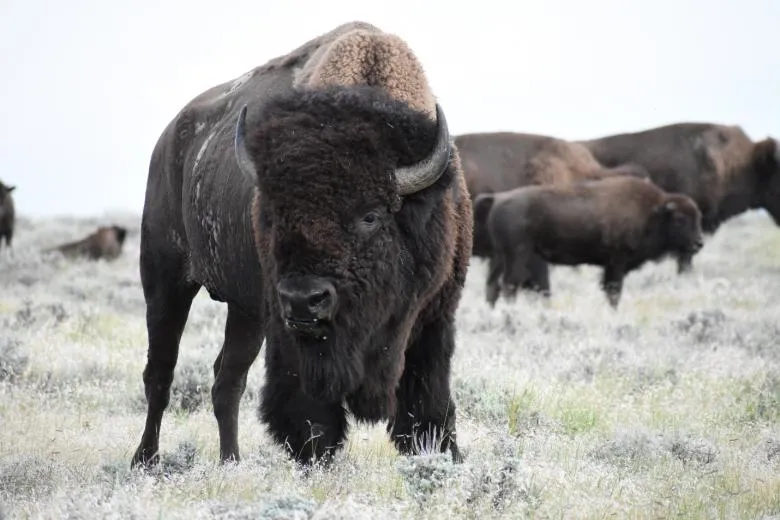 BLM revokes American Prairie bison grazing permit