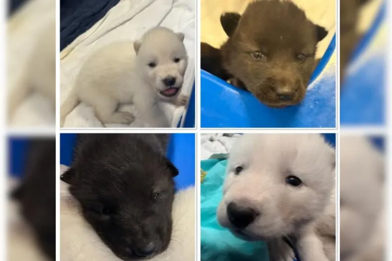 Watertown, South Dakota Zoo Welcomes Four Adorable Wolf Pups