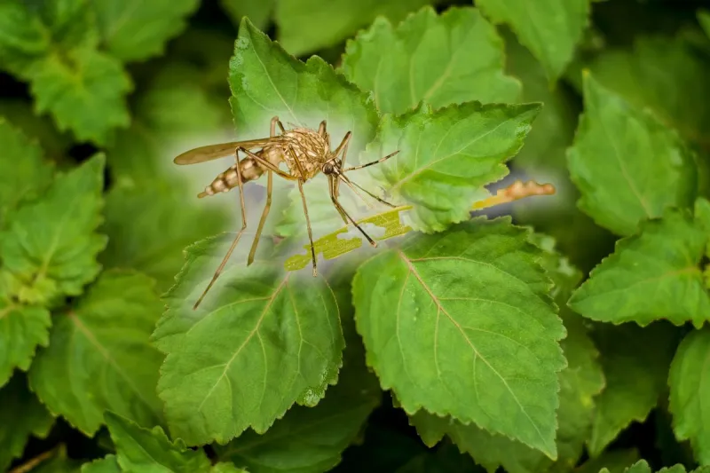 Scientist Have A New Compound That Keeps Mosquitos Away