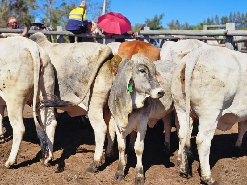 South Africa's FMD crisis escalates as cows become reinfected after vaccination