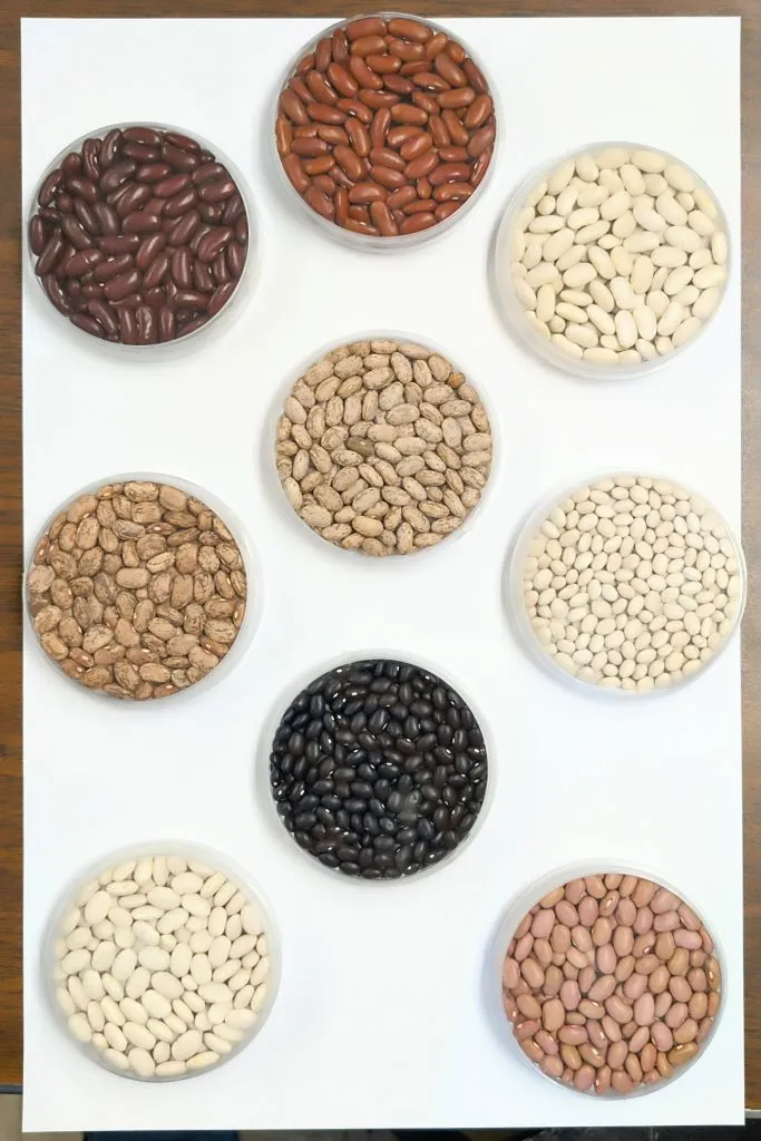 NDSU Extension to host June webinar about dry bean nutrients