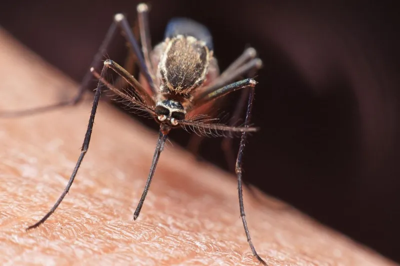 Beat The Buzz: South Dakotan Develops Clever Mosquito Trap