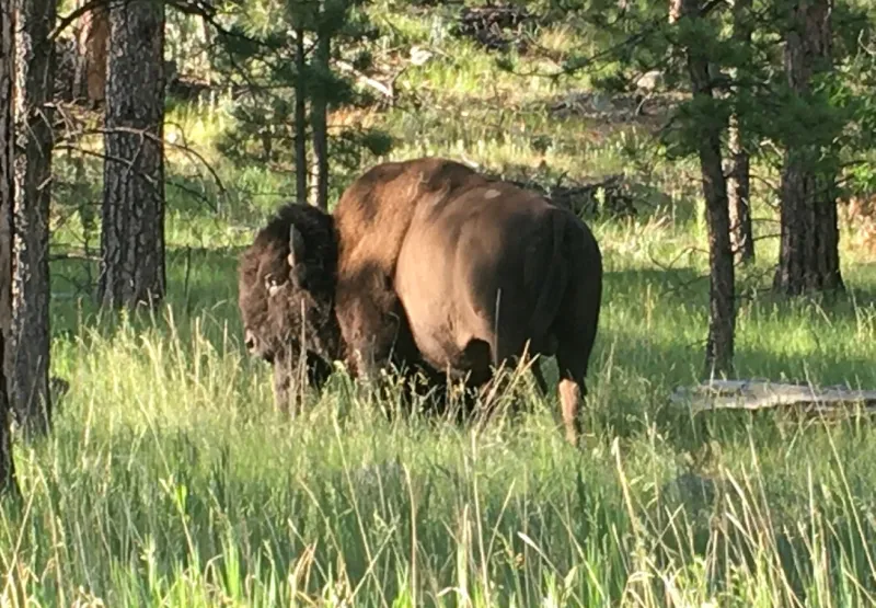 Bison at a crossroads as push for conservation collides with new BLM rules