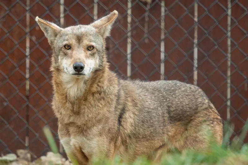 Sioux Falls Great Plains Zoo 'Heartbroken' After Red Wolf Passes