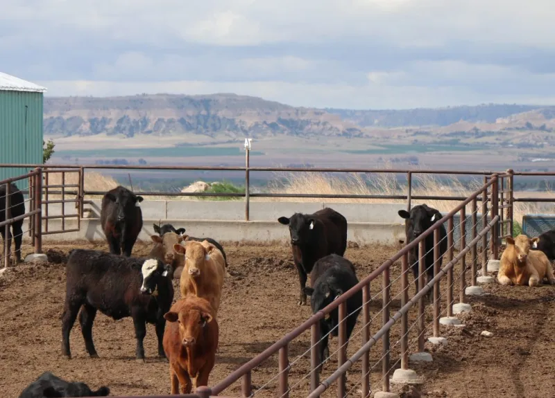 Nebraska Extension hosts drought management webinar for beef producers