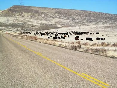 ARS uses catte grazing as tool to combat rangeland wildfires