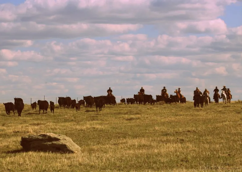 International Year of Rangelands and Pastoralists: Celebrating grassland ecosystems