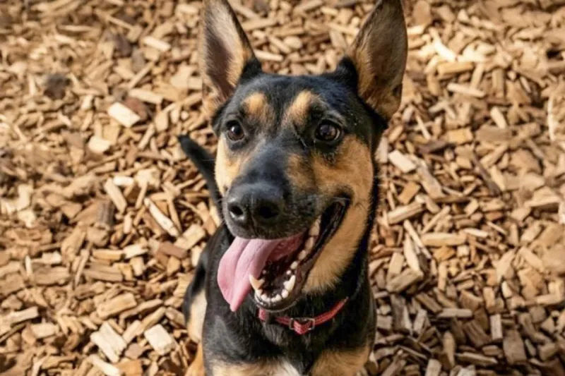Sioux Falls Dog 'Slipping Away' After Being Returned To Shelter