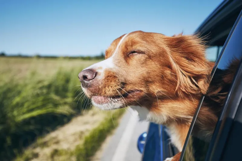 Why Midwest Road Trips Feel Different in the Summer