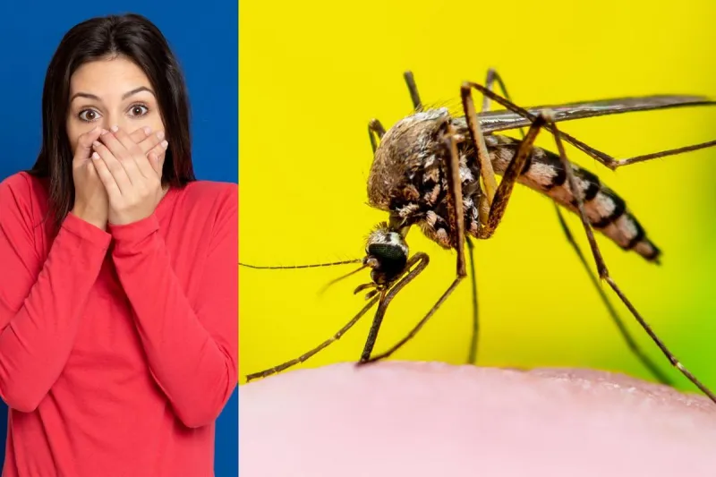 Avoid Wearing 4 Colors Near Irritating South Dakota Mosquitoes