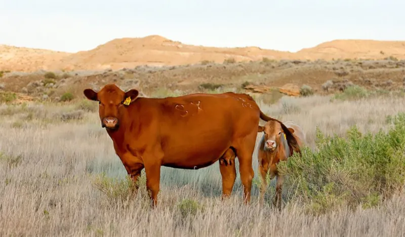 Pros and Cons of Conservation Reserve Program grazing in drought conditions