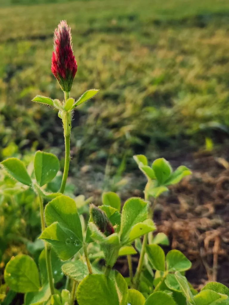 Forage Matters: More about cover crops, grazing and nitrogen fixation
