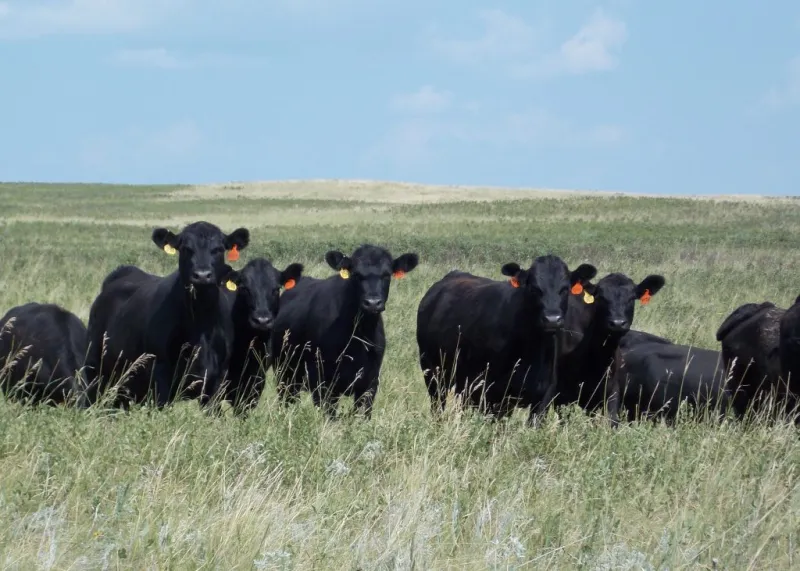Producers should be proactive in herd management during drought