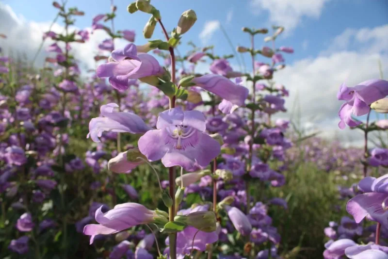 PlantNebraska celebrating Wildflower Week with events