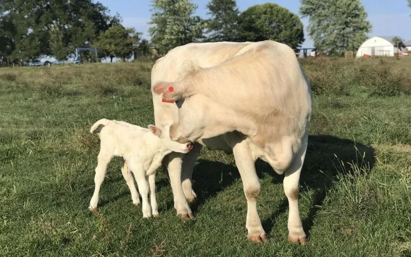 Strategic culling during drought can strengthen ranch profitability