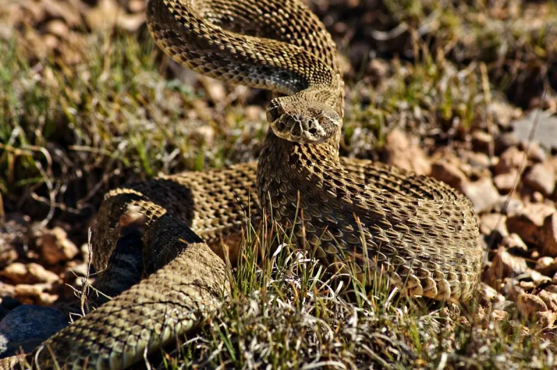 A Woman's Chilling Encounter With A North Dakota Rattler