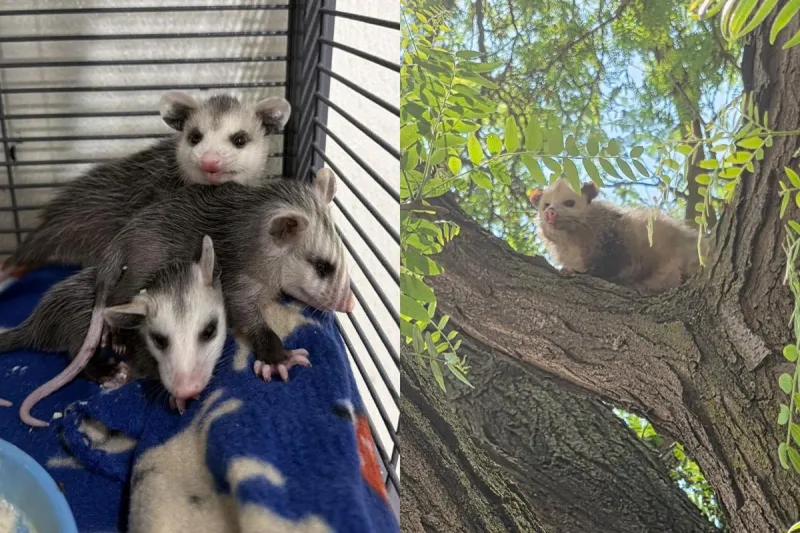 Local Sioux Falls Business Saves Helpless Abandoned Baby Possums