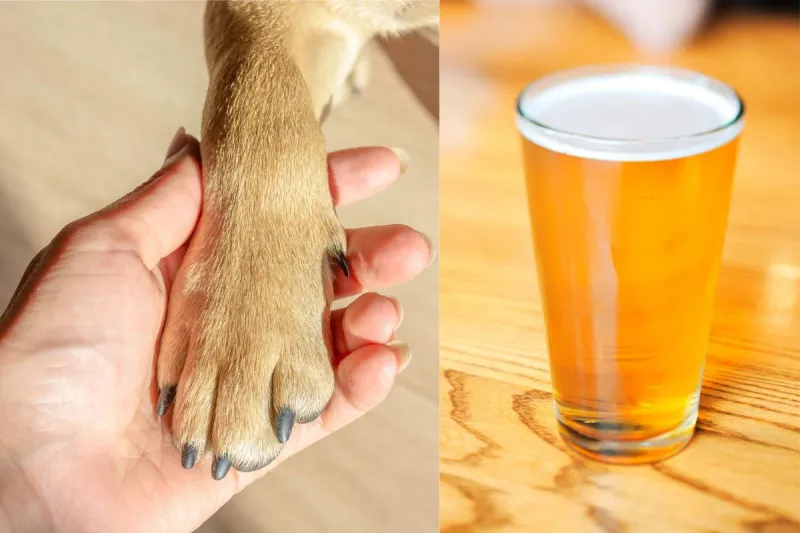 Paws, Pints, and Prizes Await at This Sioux Falls Fundraiser