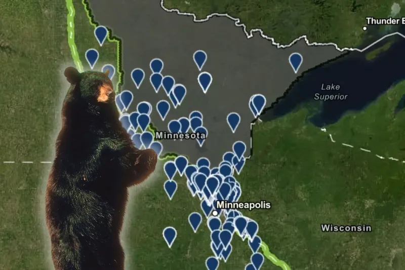 Wild Bear Sightings Are Way Up All Over Minnesota