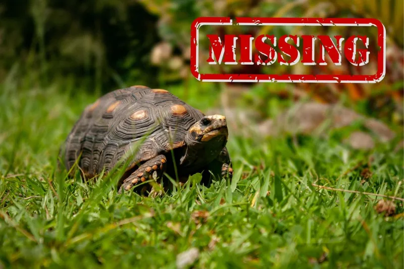 How Technology Changes Searching For Lost Pets in Sioux Falls
