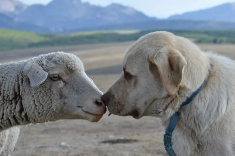 AgriCULTURE 2026 | Not just man's best friend: guardian dogs are livestock's best friend