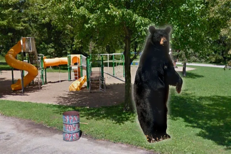 There's A Bear Named Todd Roaming Around This Minnesota Town