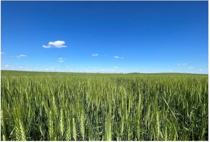 SDSU Extension invites public to free Winter Wheat field tours