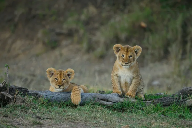 Abandoned South Dakota Cougar Cubs Start Life At Florida Zoo