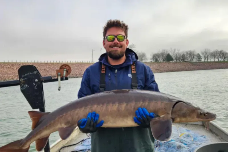 A Giant Sturgeon Surprises Anglers At Gavins Point Dam Near South Dakota