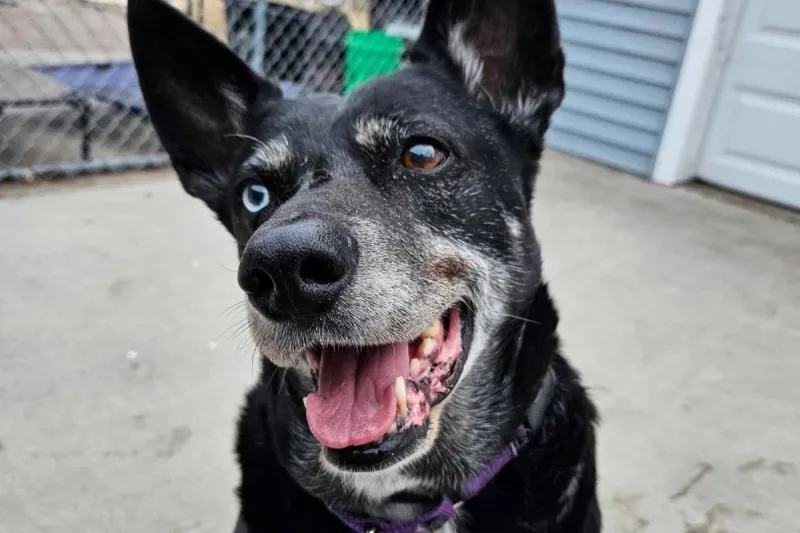 Over 1,000 Days, South Dakota Dog Waits for 'Perfect Person'