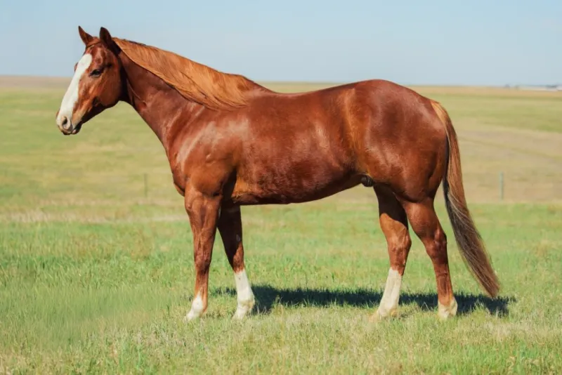 Bowman Livestock Marketing Spring Horse Sale