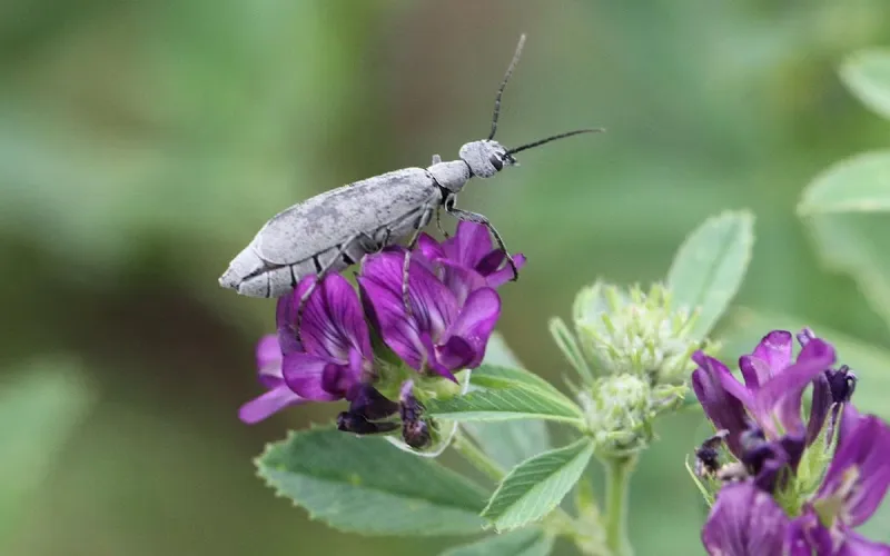 Blister beetles already appearing in alfalfa