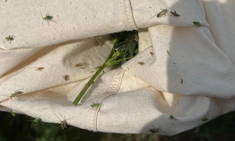Alfalfa plant bugs showing up in abundance